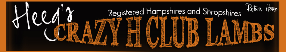 Heeg's Crazy H Club Lambs | Registered Hampshires and Shropshires